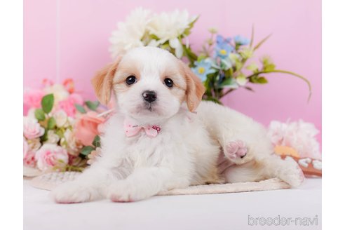 成約済の神奈川県のミックス犬-369760の5枚目
