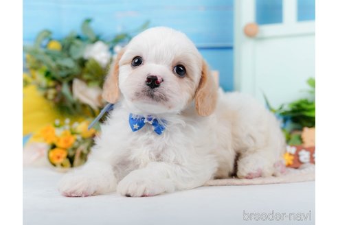 成約済の神奈川県のミックス犬-369759の11枚目