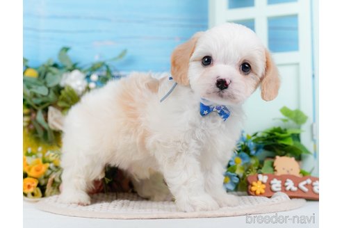 成約済の神奈川県のミックス犬-369759の4枚目