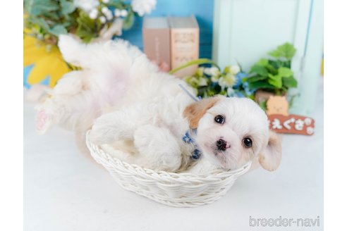 成約済の神奈川県のミックス犬-369759の6枚目