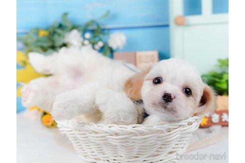 成約済の神奈川県のミックス犬-369759の8枚目