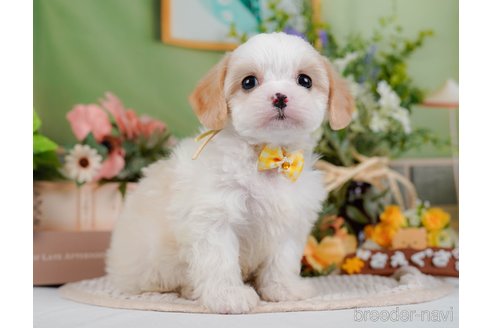 成約済の神奈川県のミックス犬-369757の5枚目