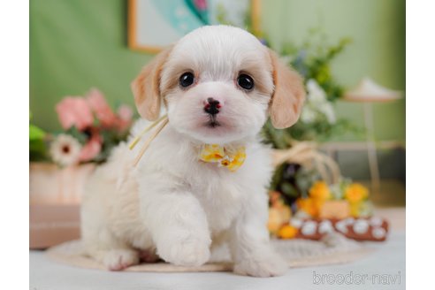 成約済の神奈川県のミックス犬-369757の6枚目