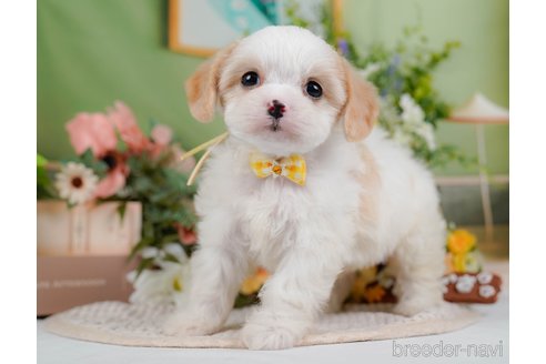 成約済の神奈川県のミックス犬-369757の7枚目