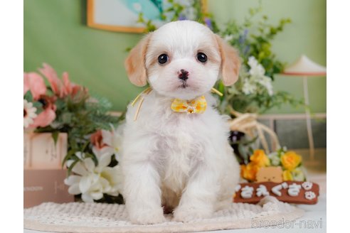 成約済の神奈川県のミックス犬-369757の9枚目