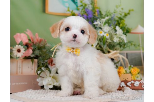 成約済の神奈川県のミックス犬-369757の10枚目