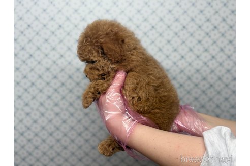 成約済の東京都のトイプードル-369642の3枚目