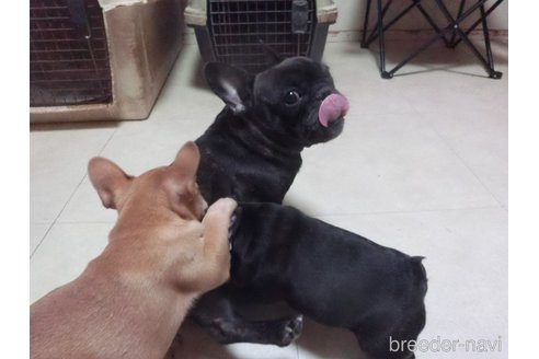 あずきちゃん1枚目