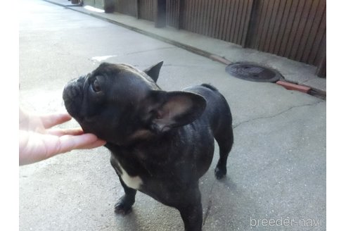 あずきちゃん1枚目