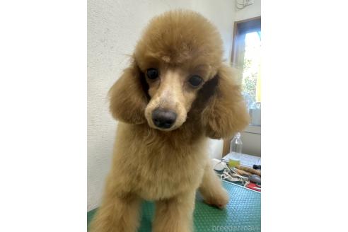 成約済の千葉県のトイプードル-355327の9枚目