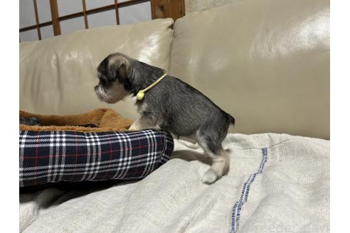 成約済の長崎県のミニチュアシュナウザー-367723の5枚目