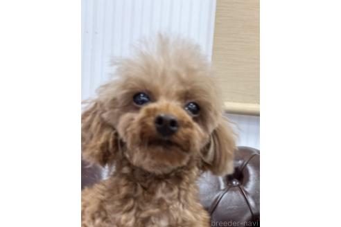 パインちゃん1枚目