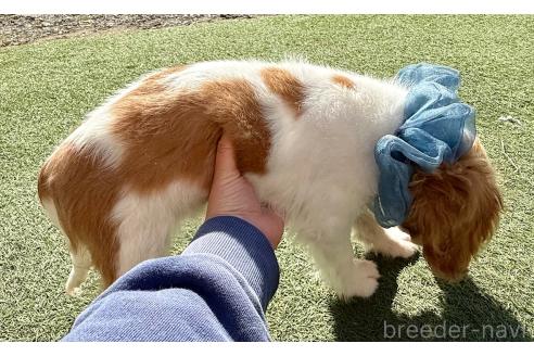 成約済の埼玉県のキャバリアキングチャールズスパニエル-357177の6枚目