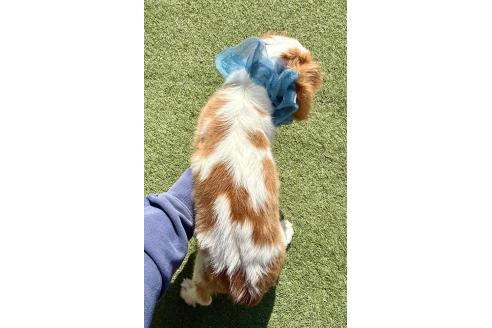成約済の埼玉県のキャバリアキングチャールズスパニエル-357177の5枚目