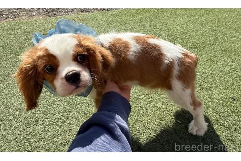 成約済の埼玉県のキャバリアキングチャールズスパニエル-357177の4枚目