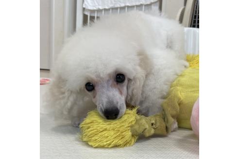 成約済の長野県のトイプードル-366830の15枚目