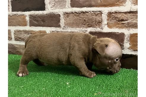 成約済の愛知県のアメリカンブリー-369722の4枚目
