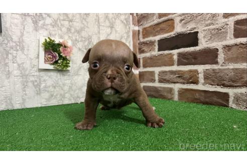 成約済の愛知県のアメリカンブリー-369722の1枚目