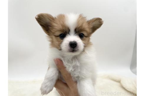 成約済の愛知県のパピヨン-368386