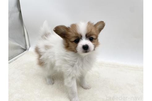 成約済の愛知県のパピヨン-368386の5枚目