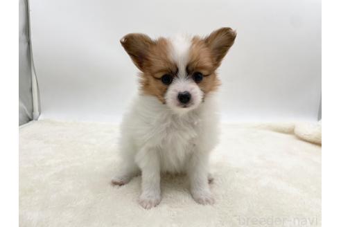 成約済の愛知県のパピヨン-368386の3枚目