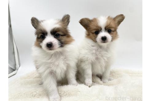 成約済の愛知県のパピヨン-368386の2枚目