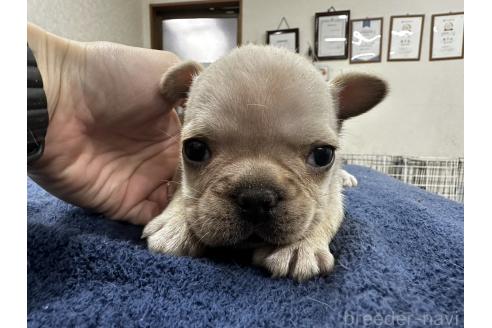 成約済の千葉県のフレンチブルドッグ-369737の5枚目