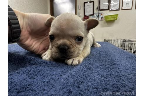 成約済の千葉県のフレンチブルドッグ-369737の4枚目