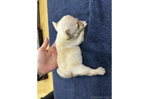 成約済の千葉県のフレンチブルドッグ-369737の2枚目