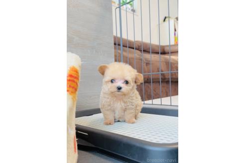 成約済の福岡県のマルプー:マルチーズ×トイプードル-369758の6枚目