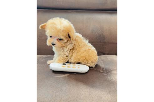 成約済の福岡県のマルプー:マルチーズ×トイプードル-369758の5枚目