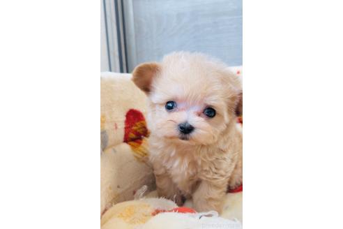 成約済の福岡県のマルプー:マルチーズ×トイプードル-369758の2枚目