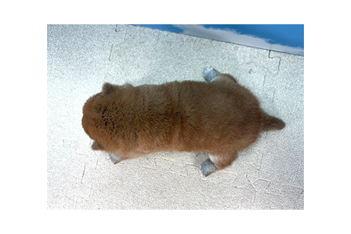 成約済の愛知県の豆柴-369780の2枚目