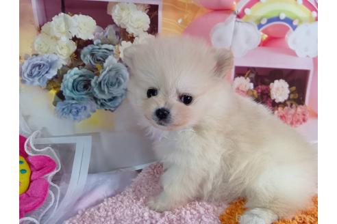 成約済の神奈川県のポメラニアン-365039の13枚目