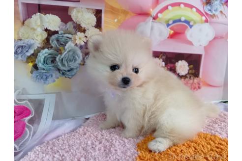 成約済の神奈川県のポメラニアン-365039の12枚目
