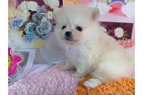 成約済の神奈川県のポメラニアン-365039の10枚目