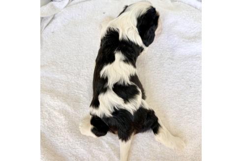 成約済の福岡県のキャバリアキングチャールズスパニエル-369791の2枚目