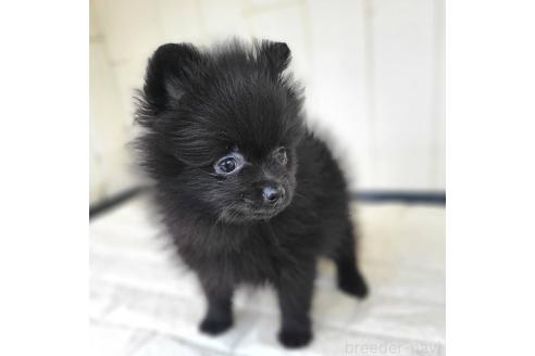 成約済の茨城県のポメラニアン-362391の12枚目