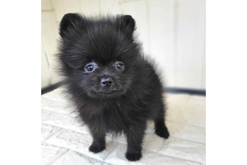 成約済の茨城県のポメラニアン-362391の11枚目