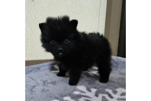 成約済の岡山県のポメラニアン-364992の15枚目