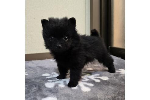 成約済の岡山県のポメラニアン-364991の2枚目