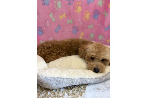 販売中の千葉県のトイプードル-344415の9枚目