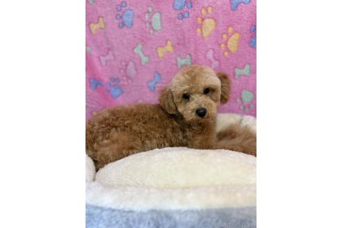 販売中の千葉県のトイプードル-344415の8枚目