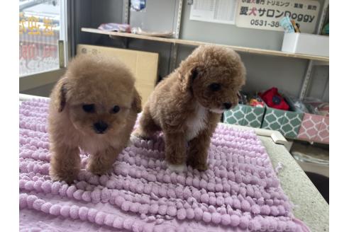 成約済の愛知県のトイプードル-367092の2枚目