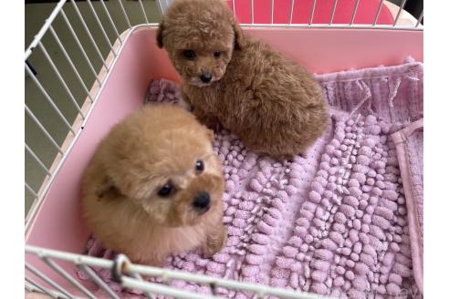 成約済の愛知県のトイプードル-367089の3枚目