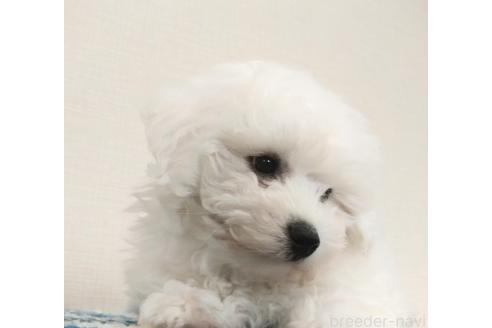 成約済の群馬県のミックス犬-364537の7枚目