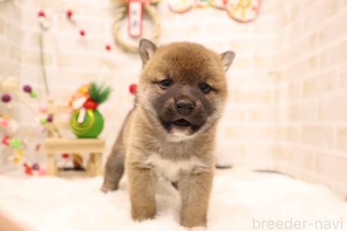 成約済の東京都の柴犬-365426の4枚目