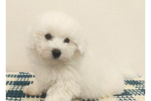 成約済の群馬県のミックス犬-364537の5枚目