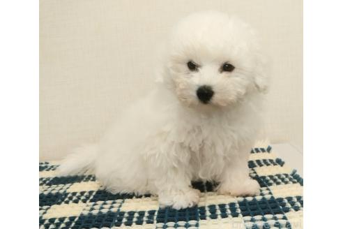 成約済の群馬県のミックス犬-364537の4枚目