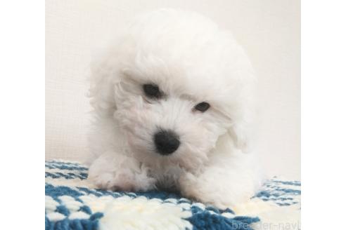 成約済の群馬県のミックス犬-364537の3枚目